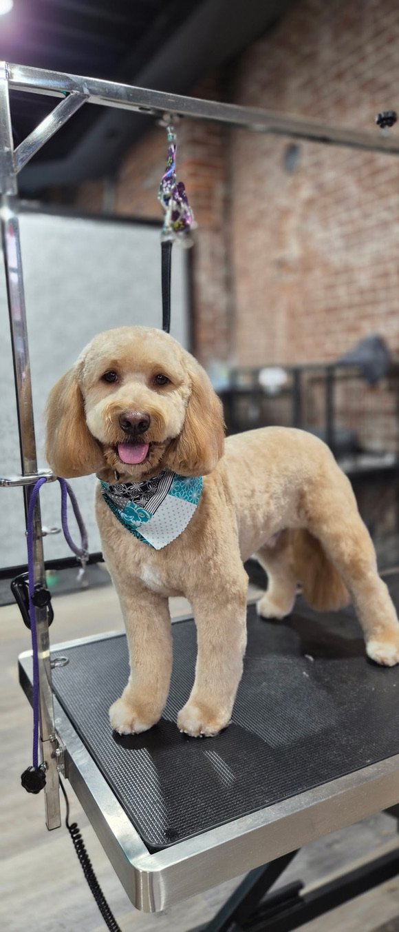 A cute, light-colored dog, possibly a poodle mix, standing on a grooming table with a colorful bandana around its neck. The dog is inside a grooming salon with brick walls visible in the background.