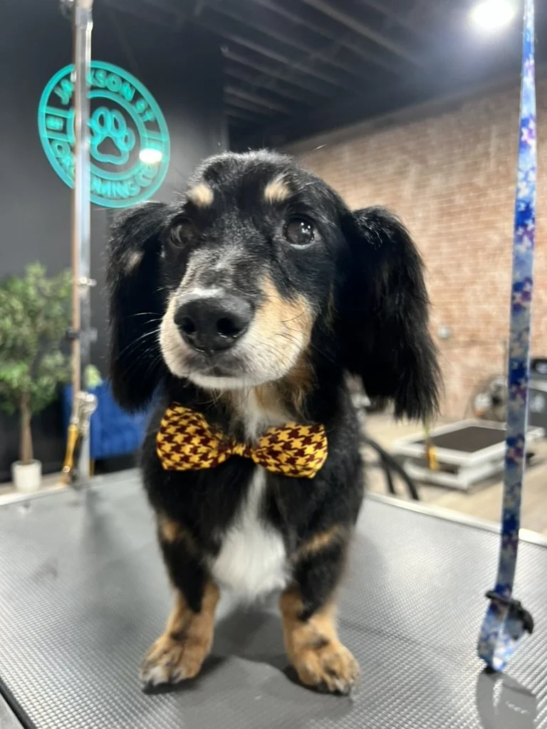 Adorable dachshund puppy with a black, brown, and white coat wearing a yellow and brown houndstooth bow tie, standing on grooming table in a pet grooming salon with dog grooming signs and equipment in the background.