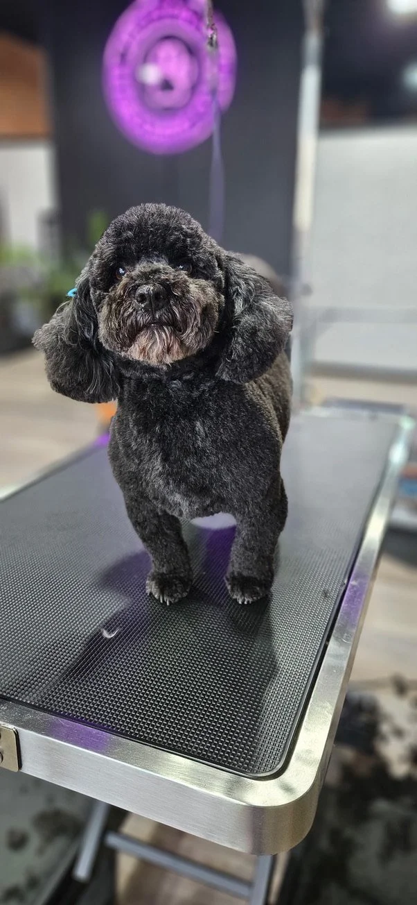 A small black dog with long ears standing on a grooming table.