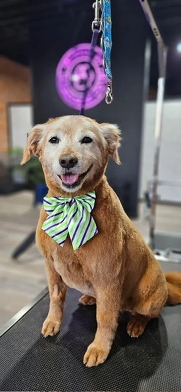 A happy small dog with a light brown coat, wearing a green and purple striped bow tie, sitting on a grooming table in a pet grooming salon.