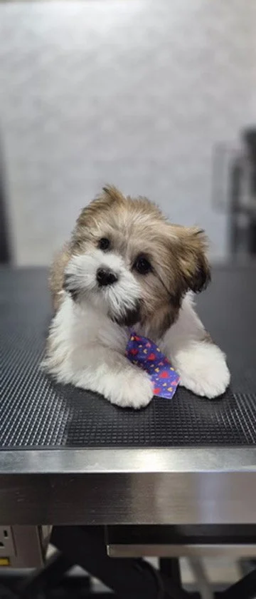 Cute puppy with fluffy fur, wearing a blue tie with colorful patterns, lying on a black surface.