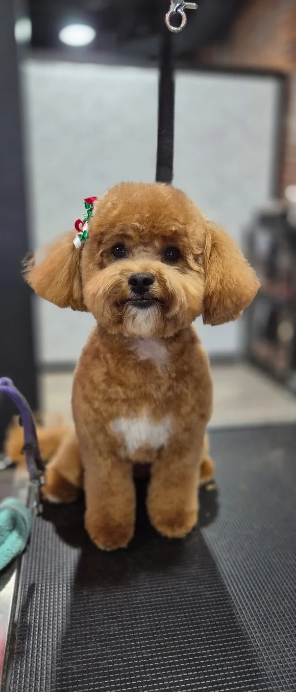 A cute, small brown poodle puppy with a festive bow on its ear sitting on a grooming table, looking at the camera.