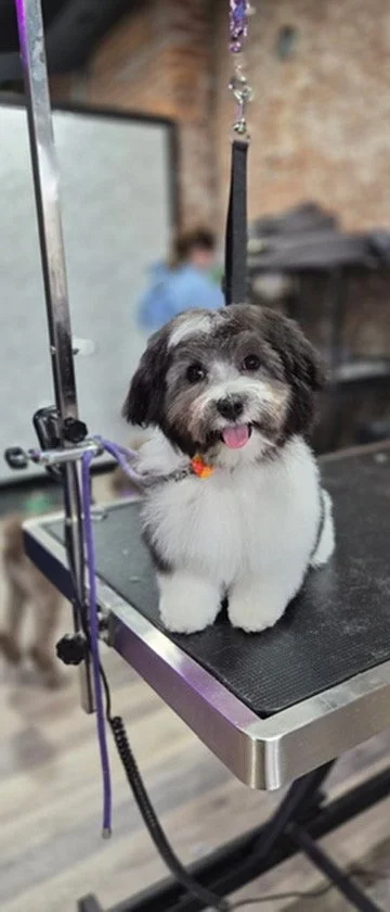 A small, fluffy dog with black and white fur and a happy expression on a grooming table. The dog is wearing an orange collar and is likely at a grooming salon.