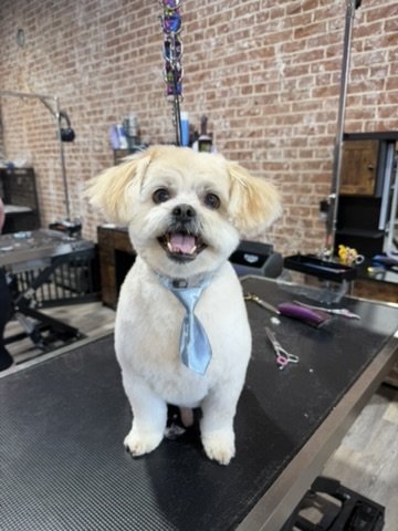 Cute dog with a blue tie on a grooming table in a pet salon