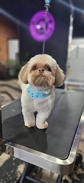 A small dog with light-colored fur, wearing a blue bandana, standing on a grooming table at a pet grooming salon.