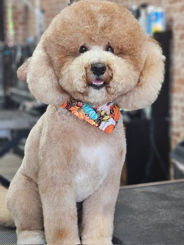 A fluffy, groomed dog with a round face and large ears, wearing a colorful bandana, sitting on a grooming table in a pet grooming salon.