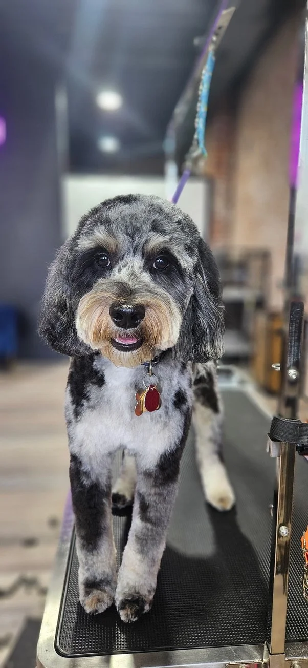 A cute black, white, and gray speckled dog with long ears and a fluffy face, standing on a grooming table with a grooming loop around its neck.