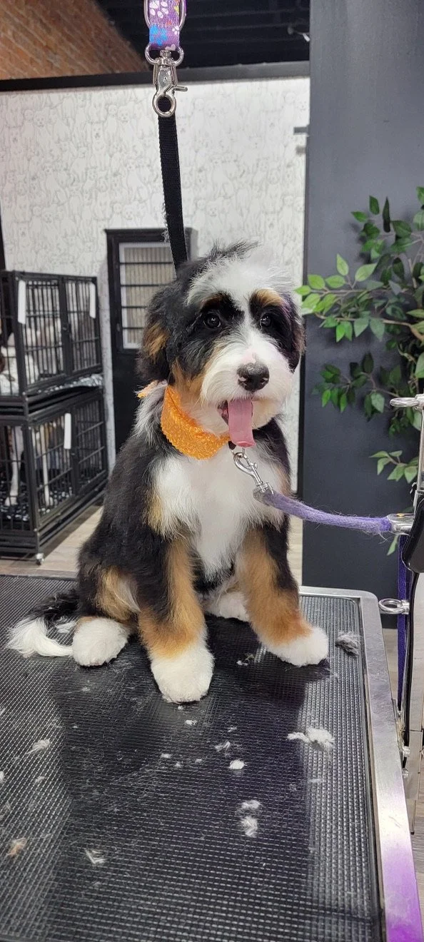 A cute puppy with a black, white, and tan coat sitting on a grooming table, wearing an orange collar and attached to a grooming loop, with its tongue out.