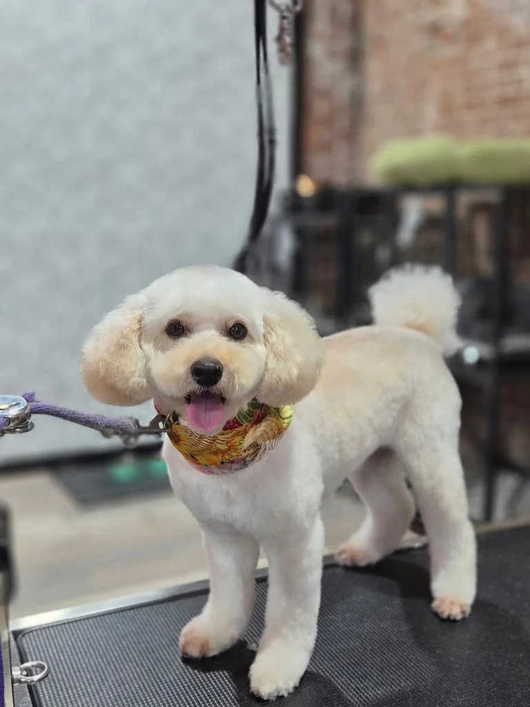 A cute, small white poodle with a bandana around its neck, standing on a grooming table with a happy expression and tongue out.