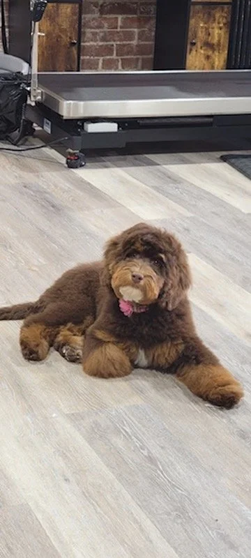 A fluffy brown puppy with a pink collar lying on a light-colored wooden floor in front of a treadmill.