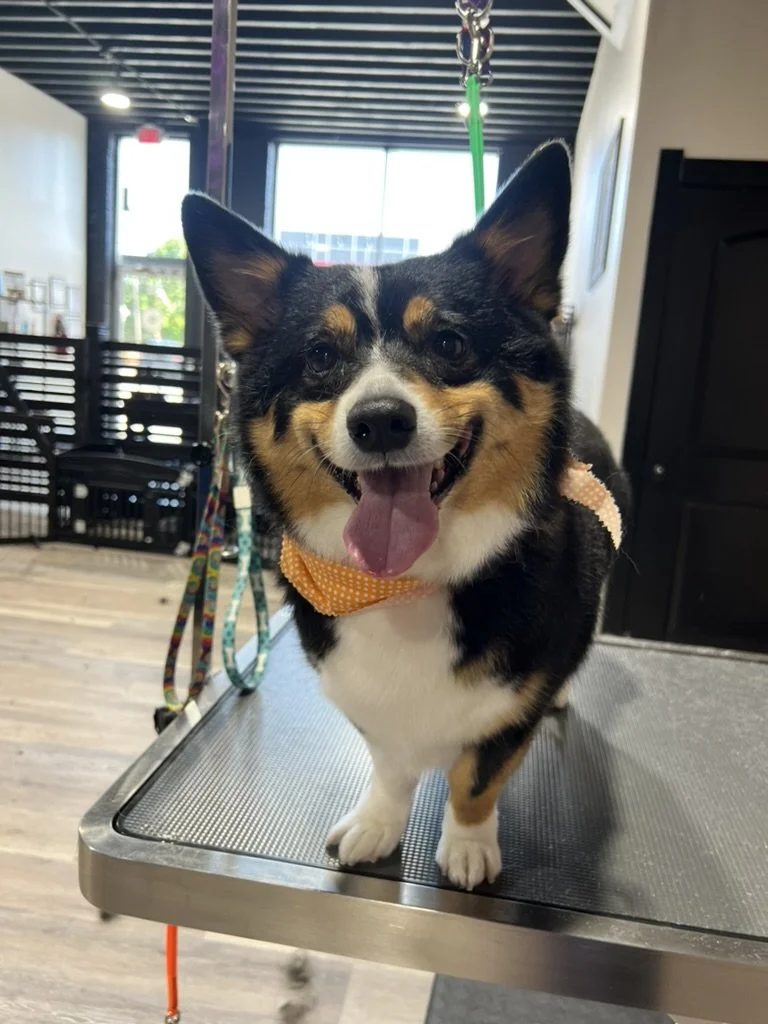 A happy tricolor corgi with a wide smile, tongue out, and wearing a yellow bandana, standing on a grooming table in a pet grooming salon.