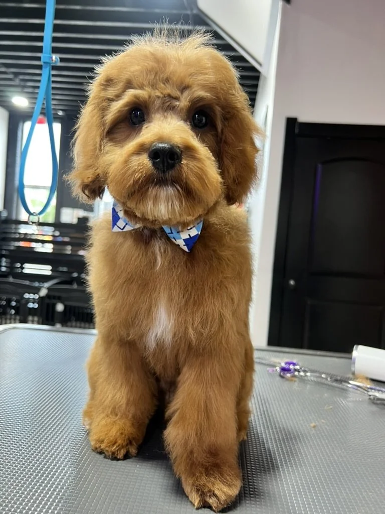 A cute brown puppy with a fluffy coat and big dark eyes, wearing a blue and white patterned bow tie, sitting on a grooming table in a pet grooming salon.