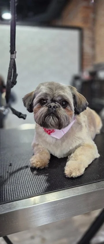 Small dog with a pink bandana sitting on a grooming table in a pet grooming salon.