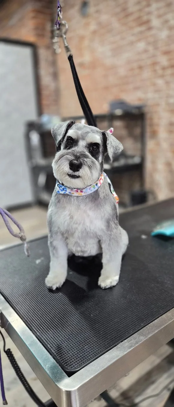 A cute dog with gray and black fur, sitting on a grooming table, wearing a colorful bandana.