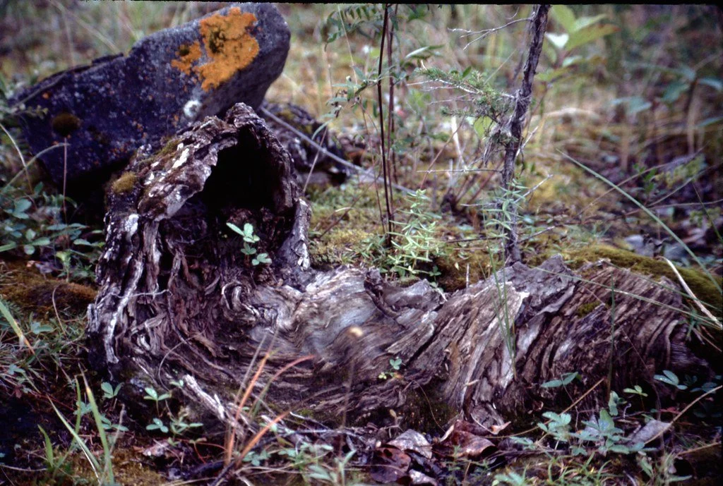 1974lr2-005_21450873666_l.jpg