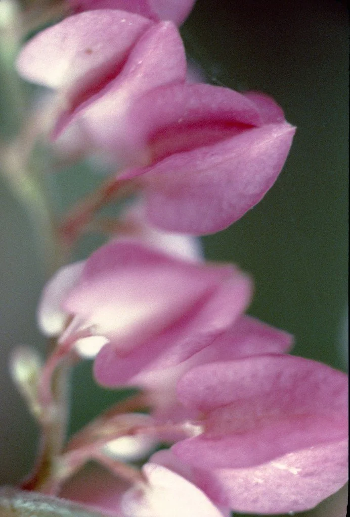 197871--007_21491123276_l.jpg