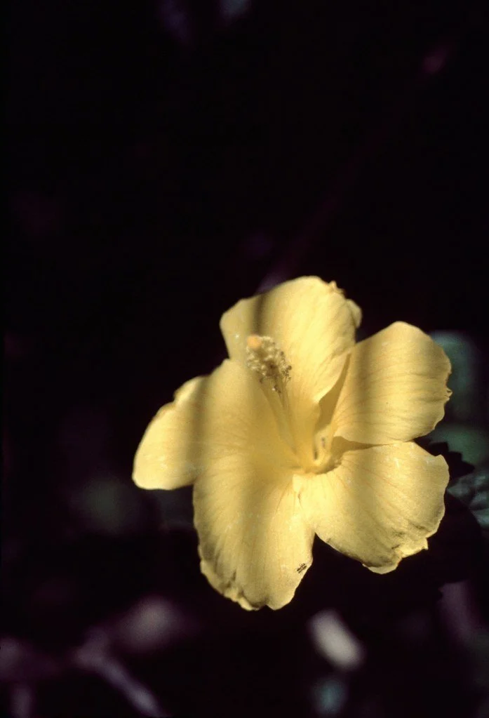 1975m-020_21288031730_l.jpg