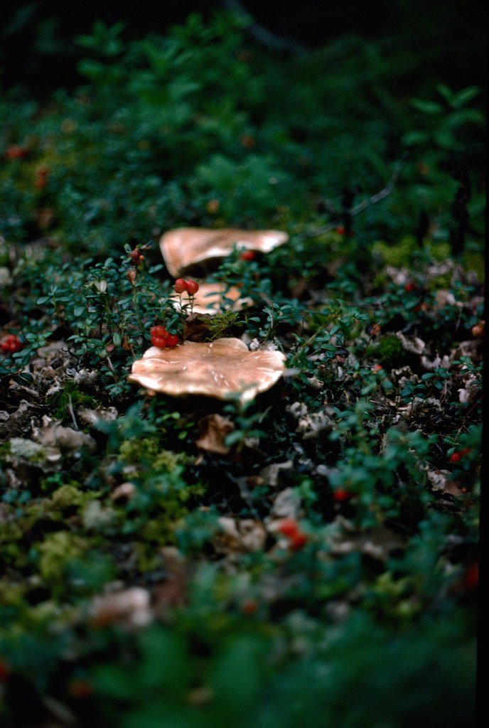 1974lr1-066_21289594048_l.jpg