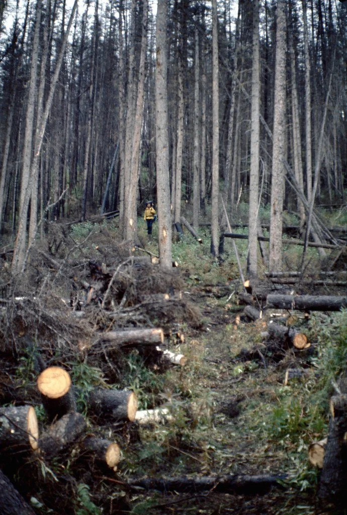 1974lr2-055_21290246039_l.jpg