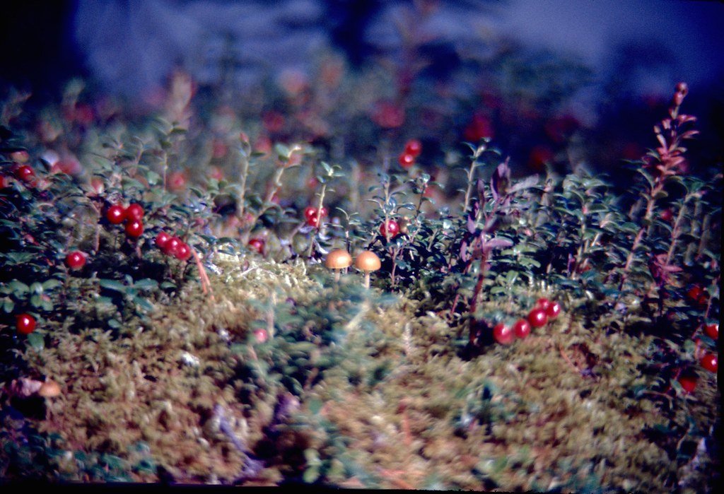 1974lr2-001_20848841794_l.jpg