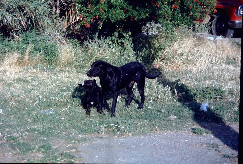 1970-camping-042_21111475478_l.jpg