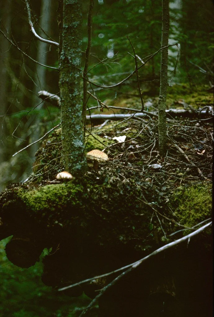1974lr1-070_20856320873_l.jpg