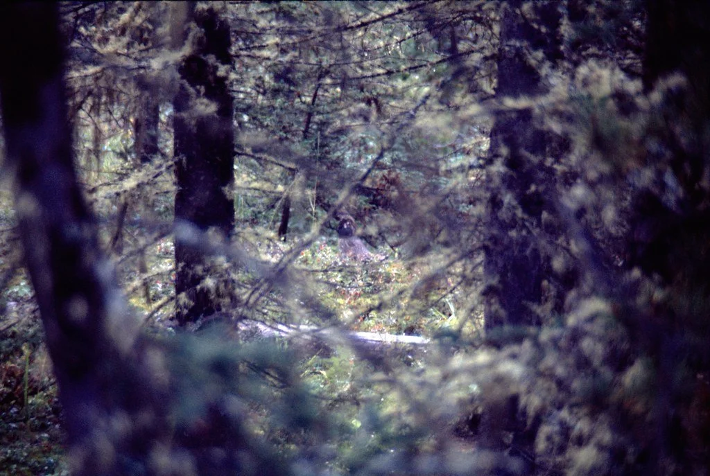1974lr2-024_21466101422_l.jpg