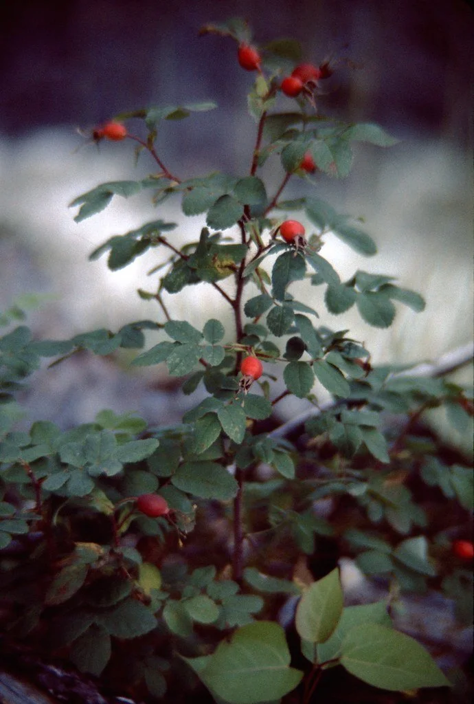 1974lr2-061_21289340608_l.jpg