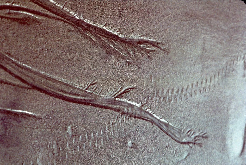 197871--128_21517513845_l.jpg