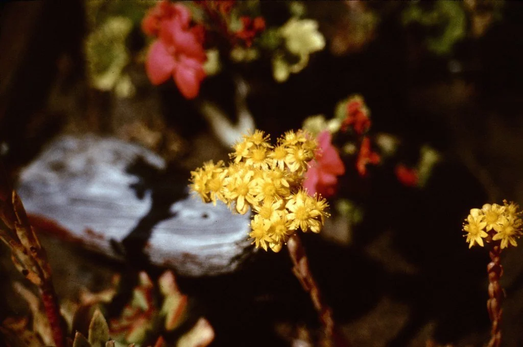1975spring-023_21449149936_l.jpg