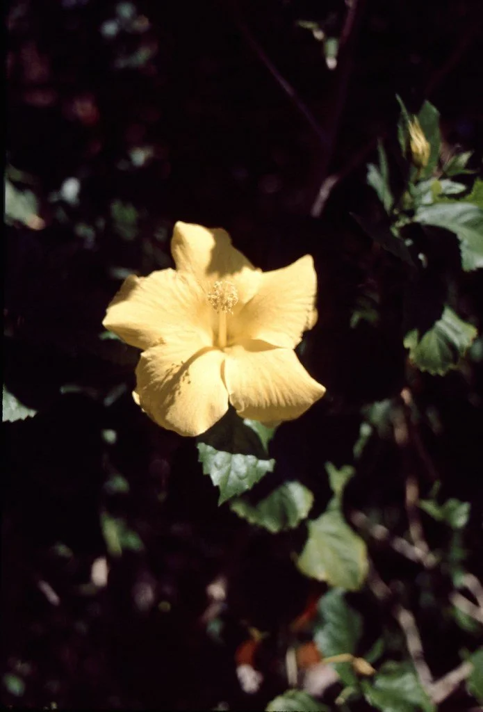 1975m-019_21465072362_l.jpg
