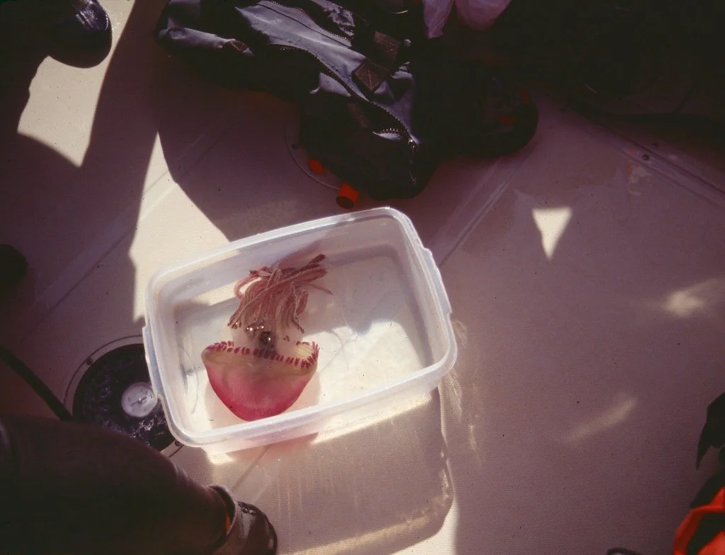 1988--1288389--58_20846911989_l.jpg