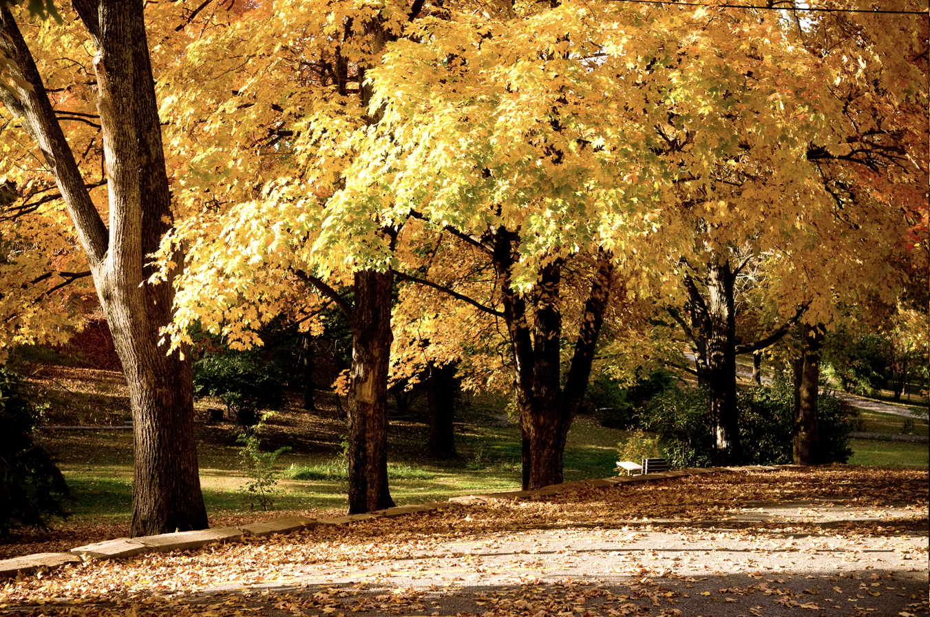 A park scene during autumn with trees displaying yellow and orange leaves, some leaves fallen on the ground, and a bench in the background.