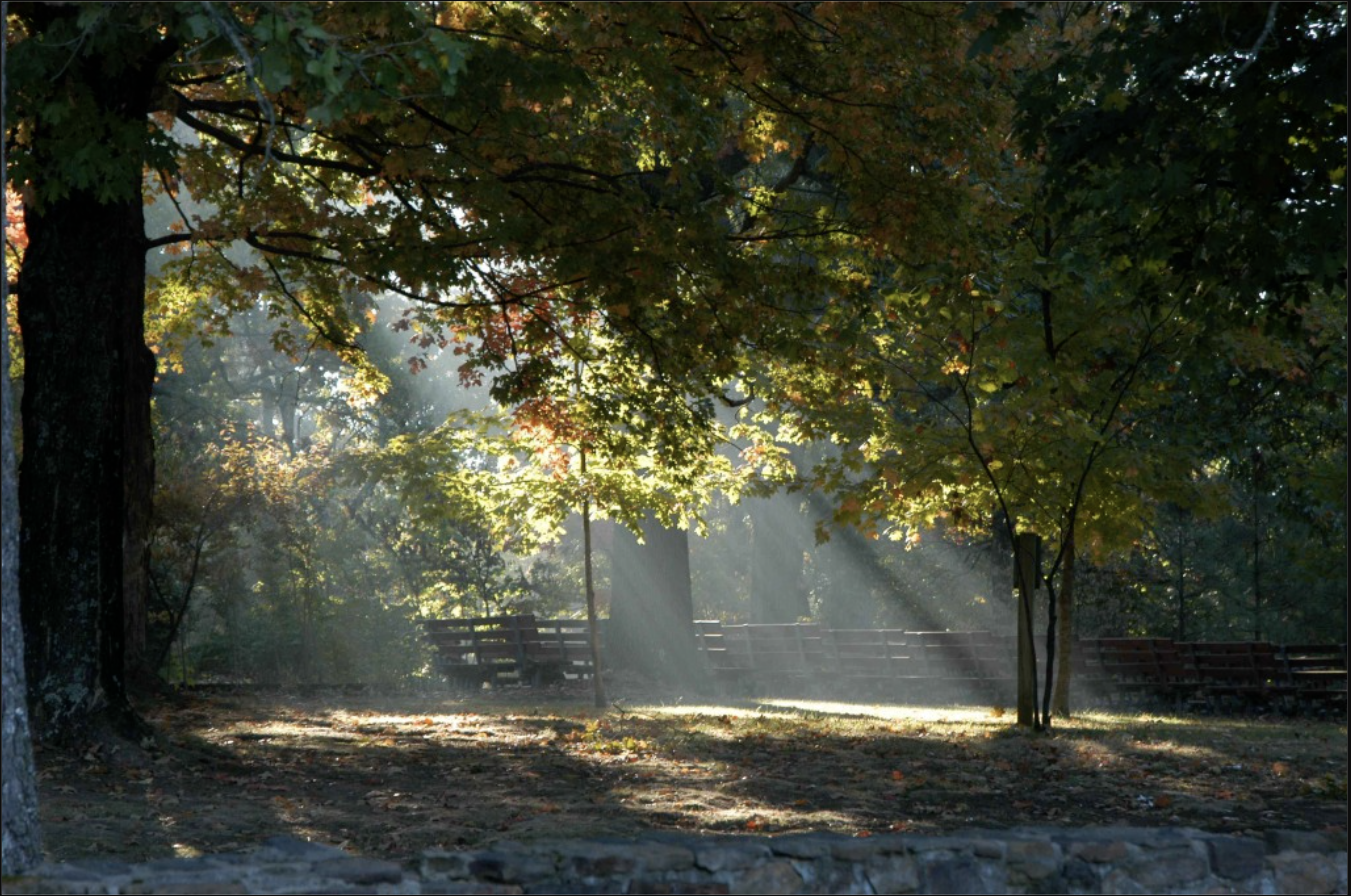 Sunlight filters through trees illuminating a park with benches and fallen leaves.