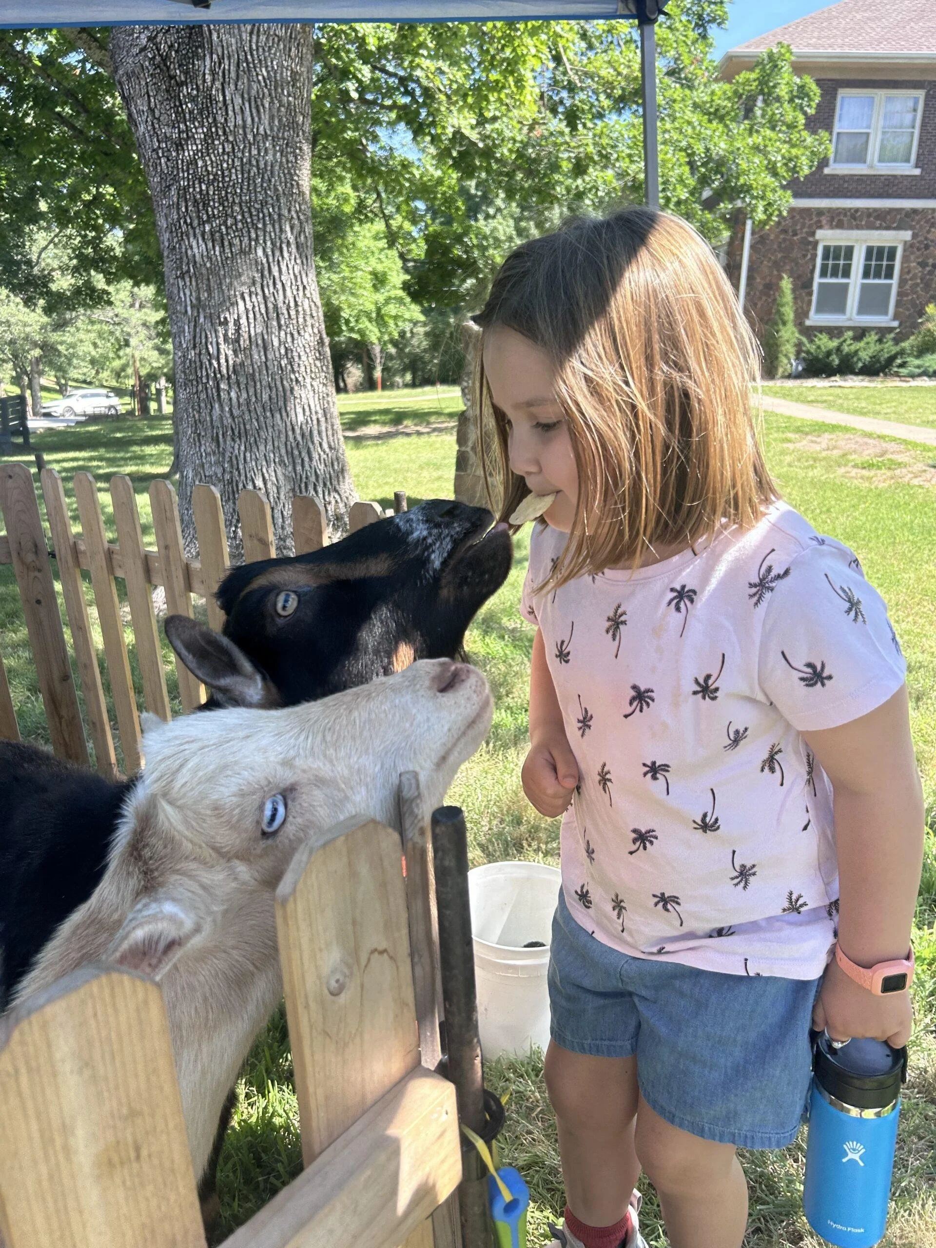A girl with shoulder-length hair wearing a pink T-shirt with palm tree prints and denim shorts standing outdoors at a petting zoo, feeding a black and white goat through a wooden fence. There are trees, a pond, parked cars, and a brick house in the background.