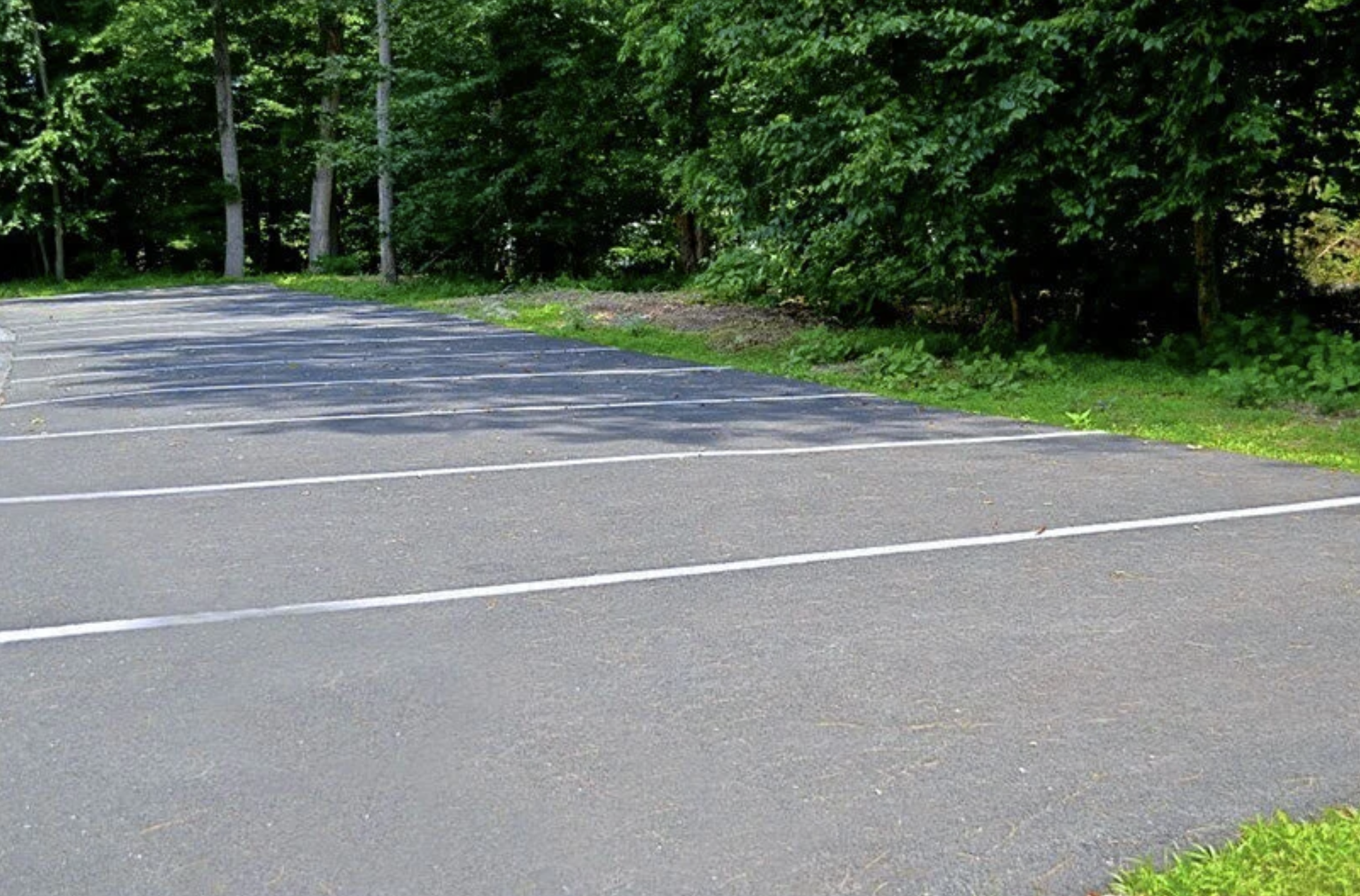 Empty parking lot with white painted lines and a background of green trees and bushes.
