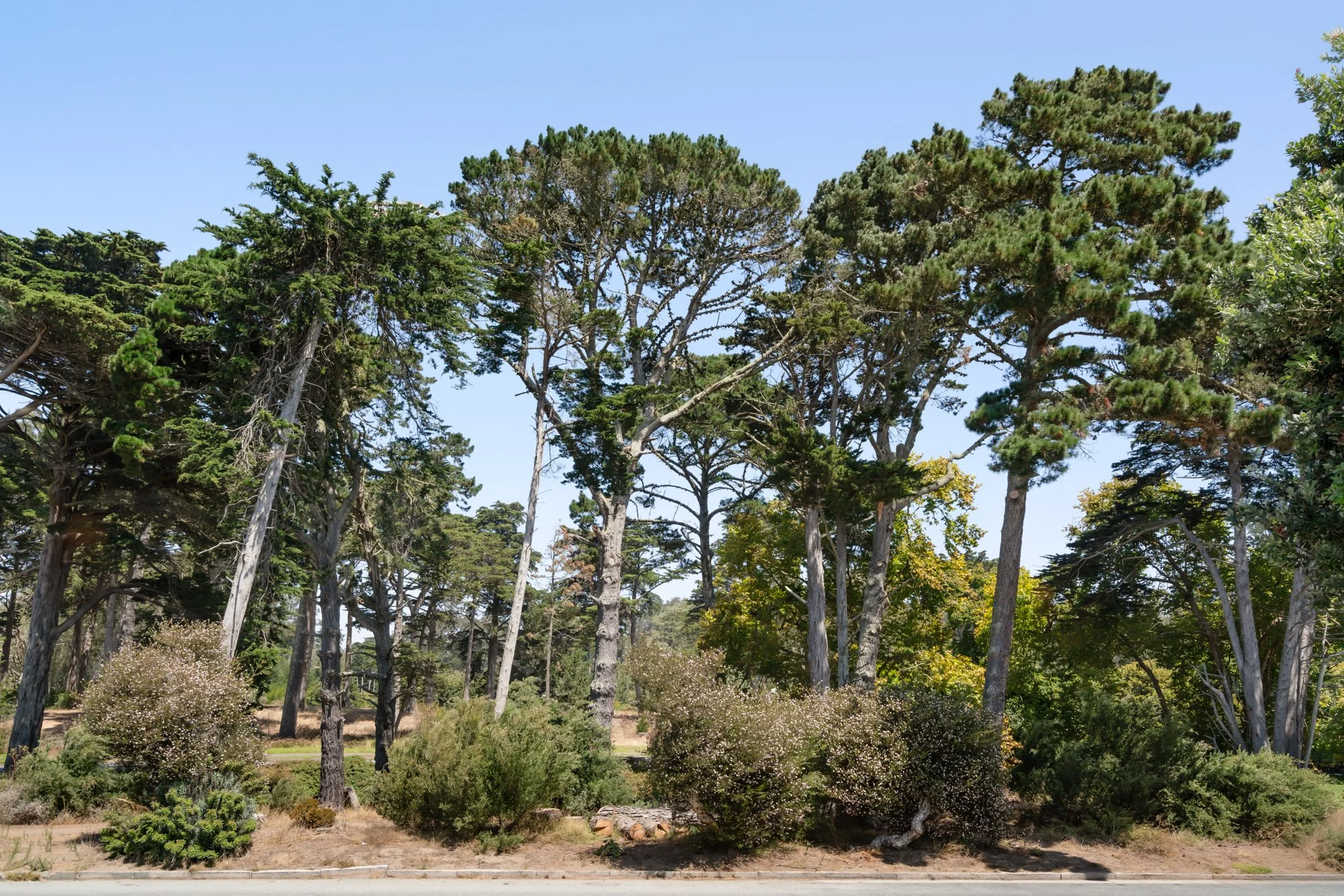 Tall pine trees in a park with a clear blue sky and flowering bushes at the base.