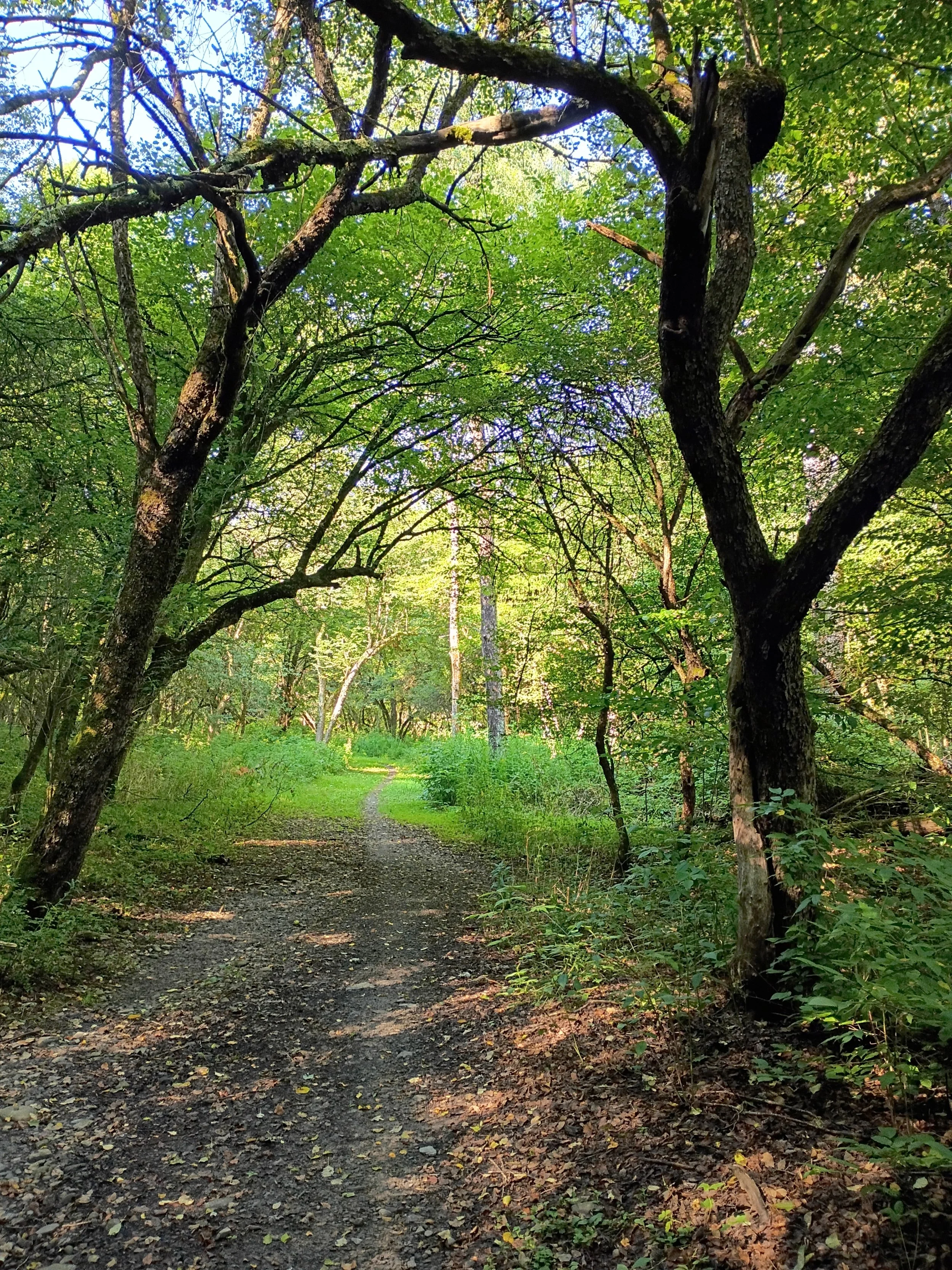 forest1.jpg