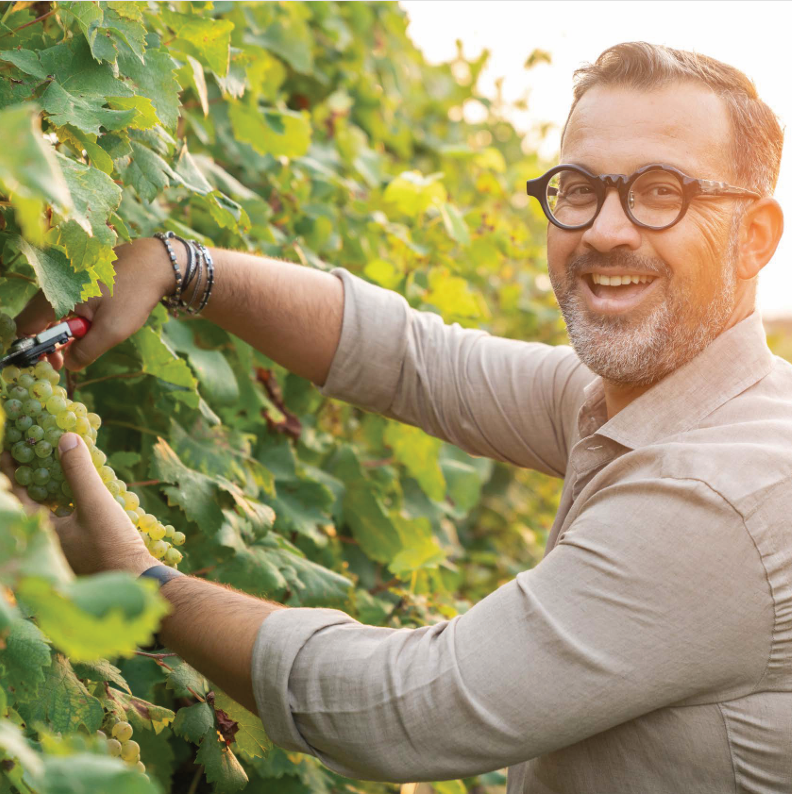 A man harvesting grapes in a vineyard during daylight, smiling while holding a bunch of green grapes.