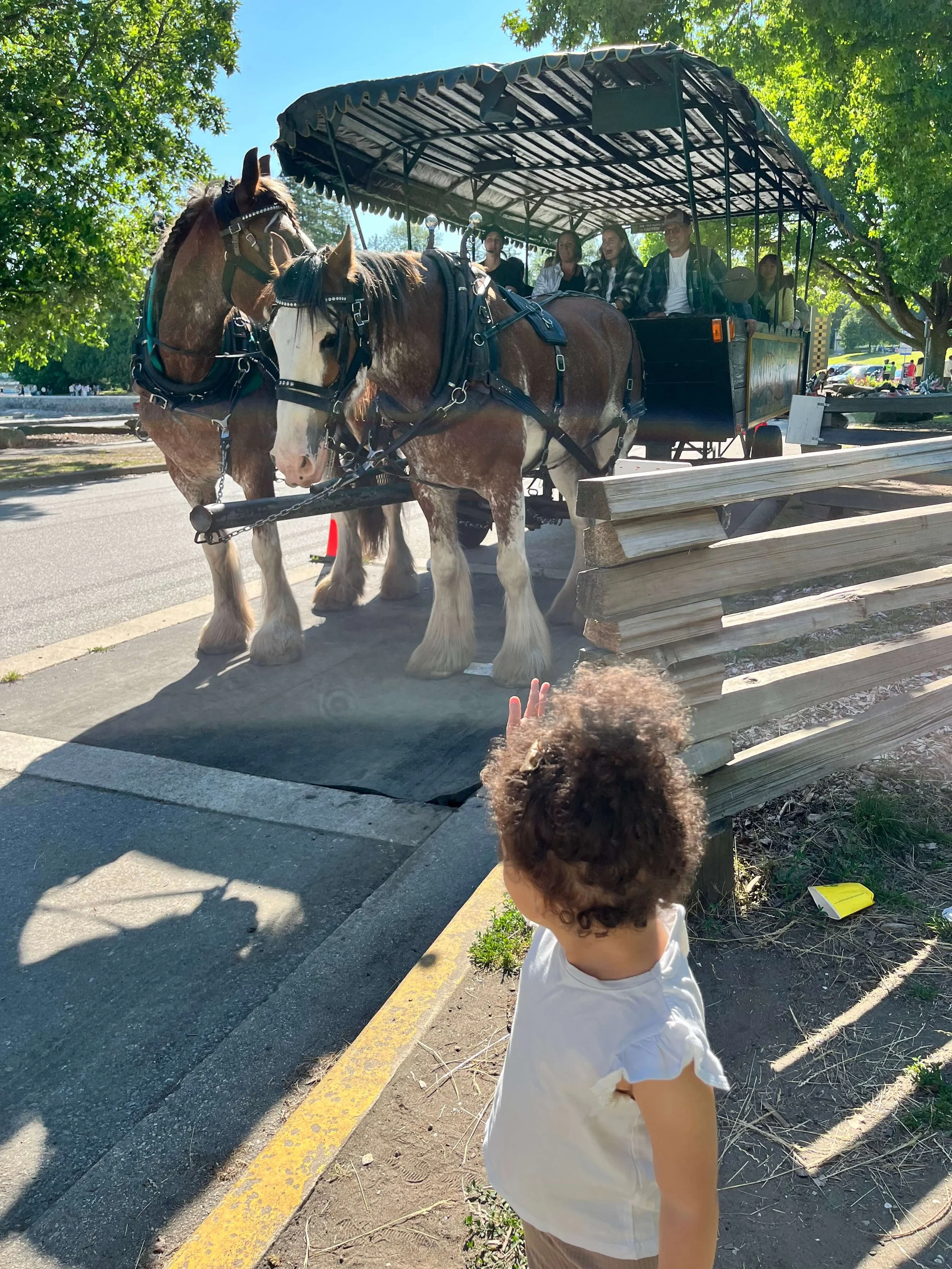 Where We Spent a Wake Window: Stanley Park Horse Drawn Tours