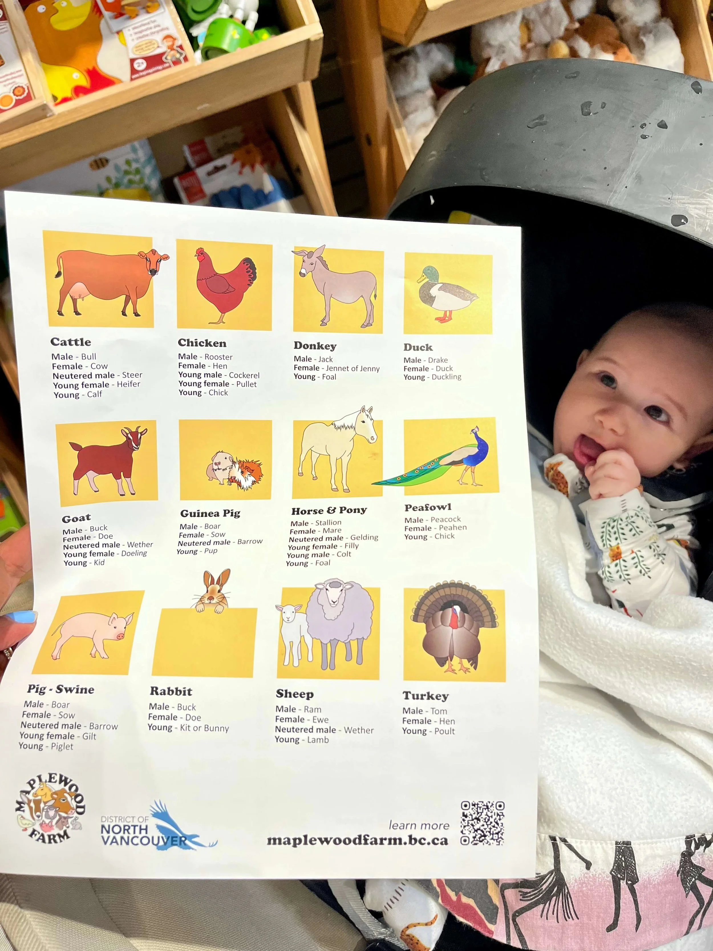Baby in stroller and an info sheet of animals at farm