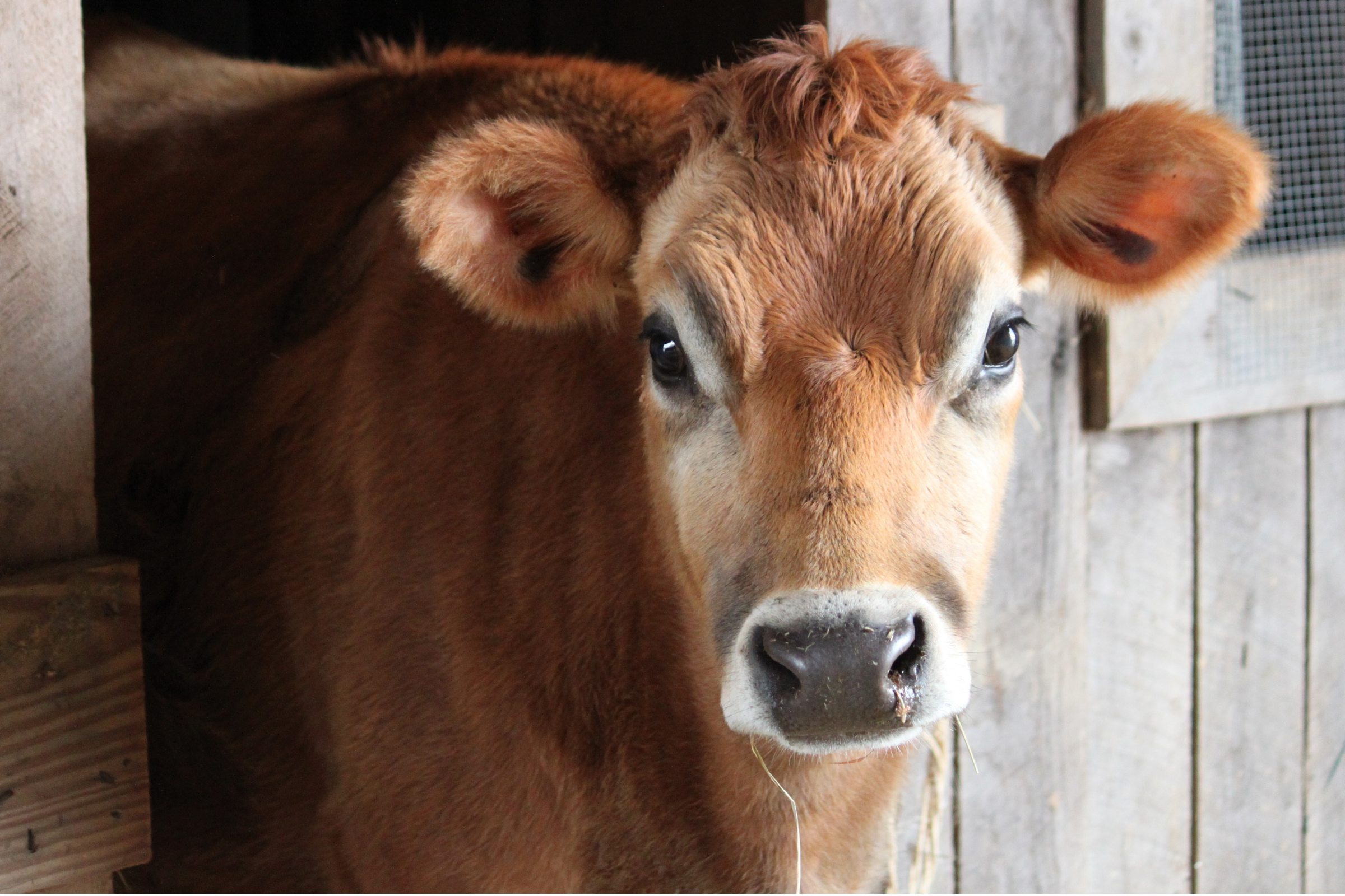 Young brown calf with large ears and a small tuft of hair on its forehead, standing in a barn with wooden and wire fencing.
