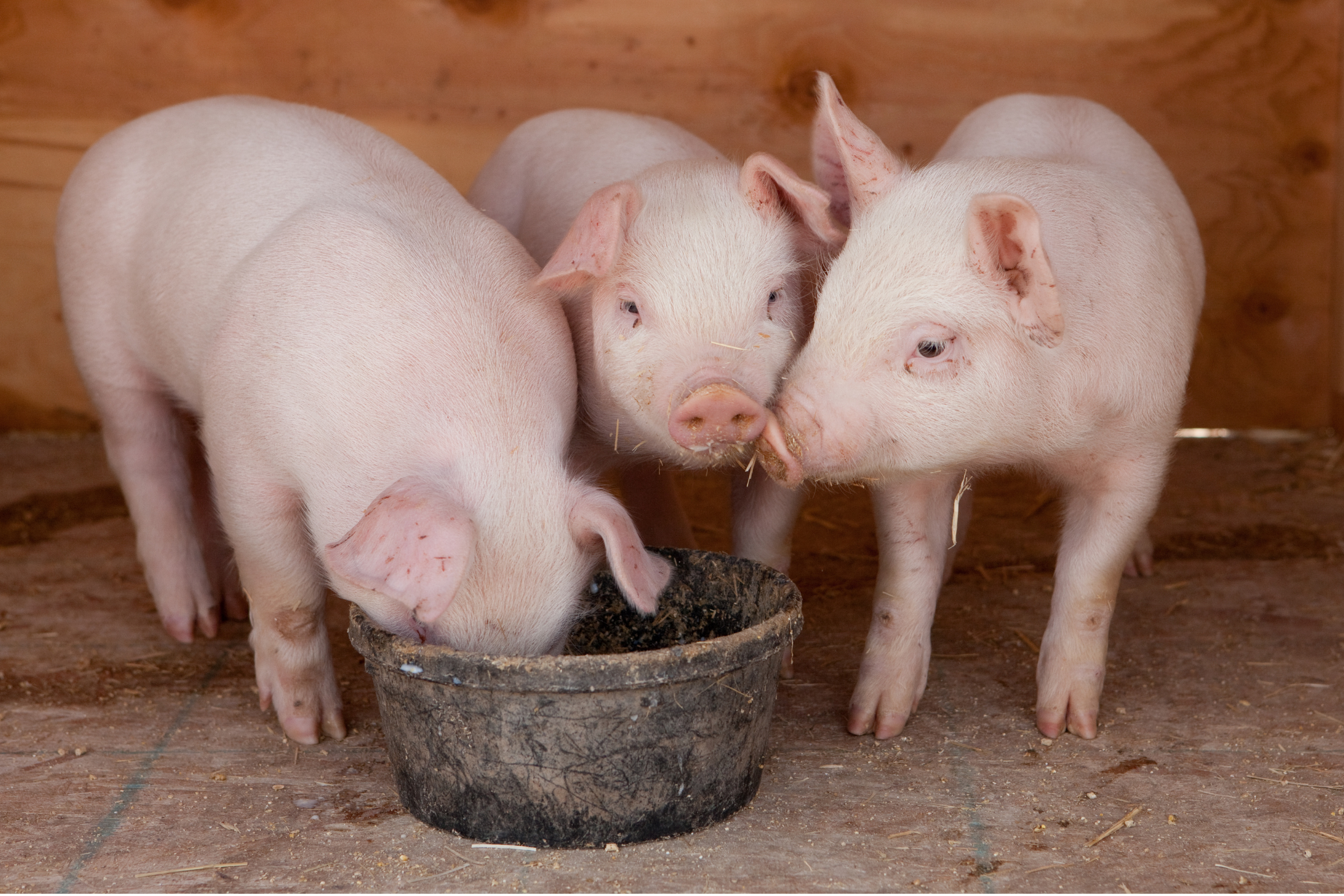 Four pink piglets eating from a black feed bucket in a barn with wooden walls.