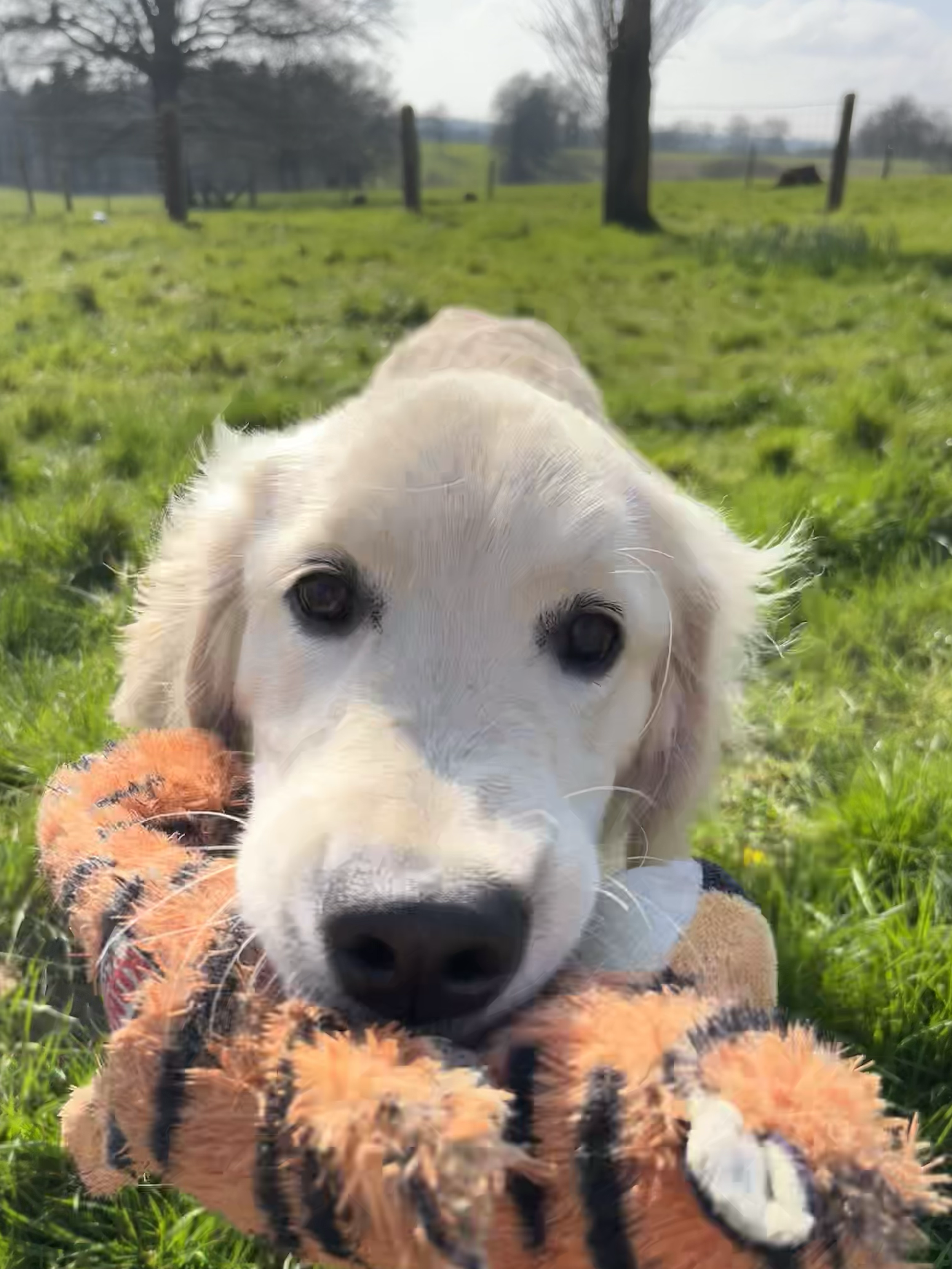 Un chiot blanc joue avec un jouet en peluche dans un champ vert avec des arbres en arrière-plan.