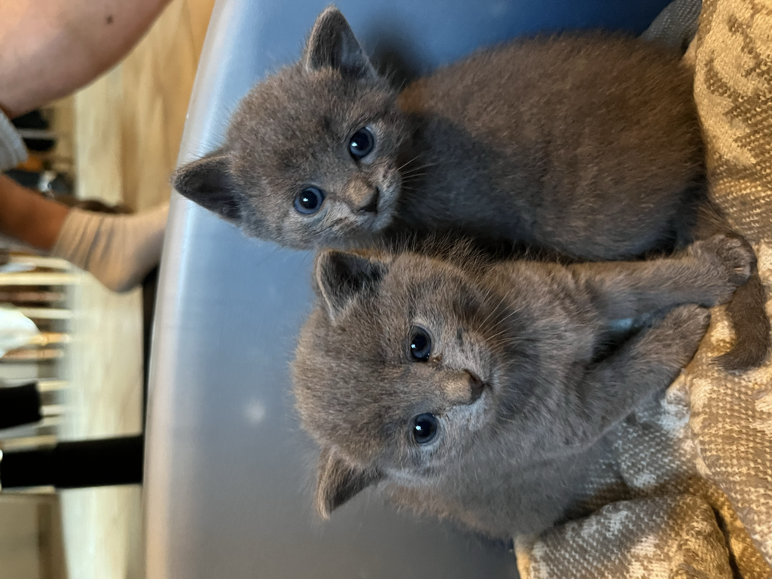 Deux chatons gris avec des yeux bleus, un l'un à côté de l'autre, dans un panier en tissu.