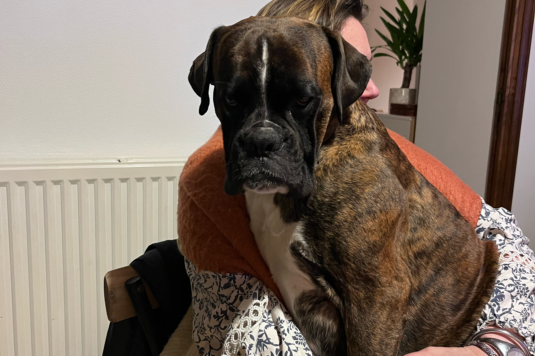 Un grand chien brindle assis sur les genoux d'une personne. La personne porte un pull orange. La scène se déroule à l'intérieur avec un fond comprenant un radiateur et une plante verte.