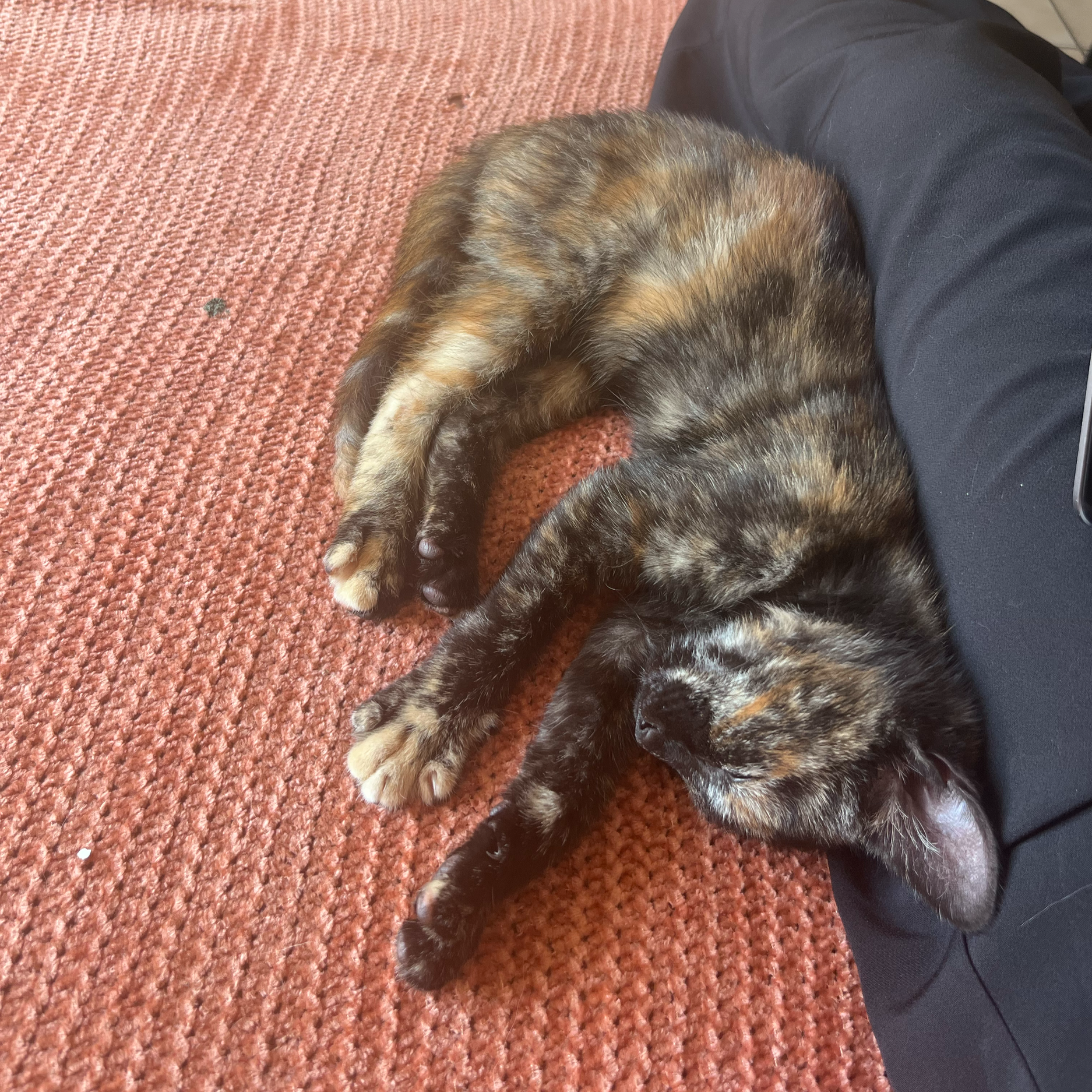 Deux chatons allongés sur un tapis rouge, dont un est noir avec des taches blanches et l'autre est calico. Personne portant un pantalon noir à côté.