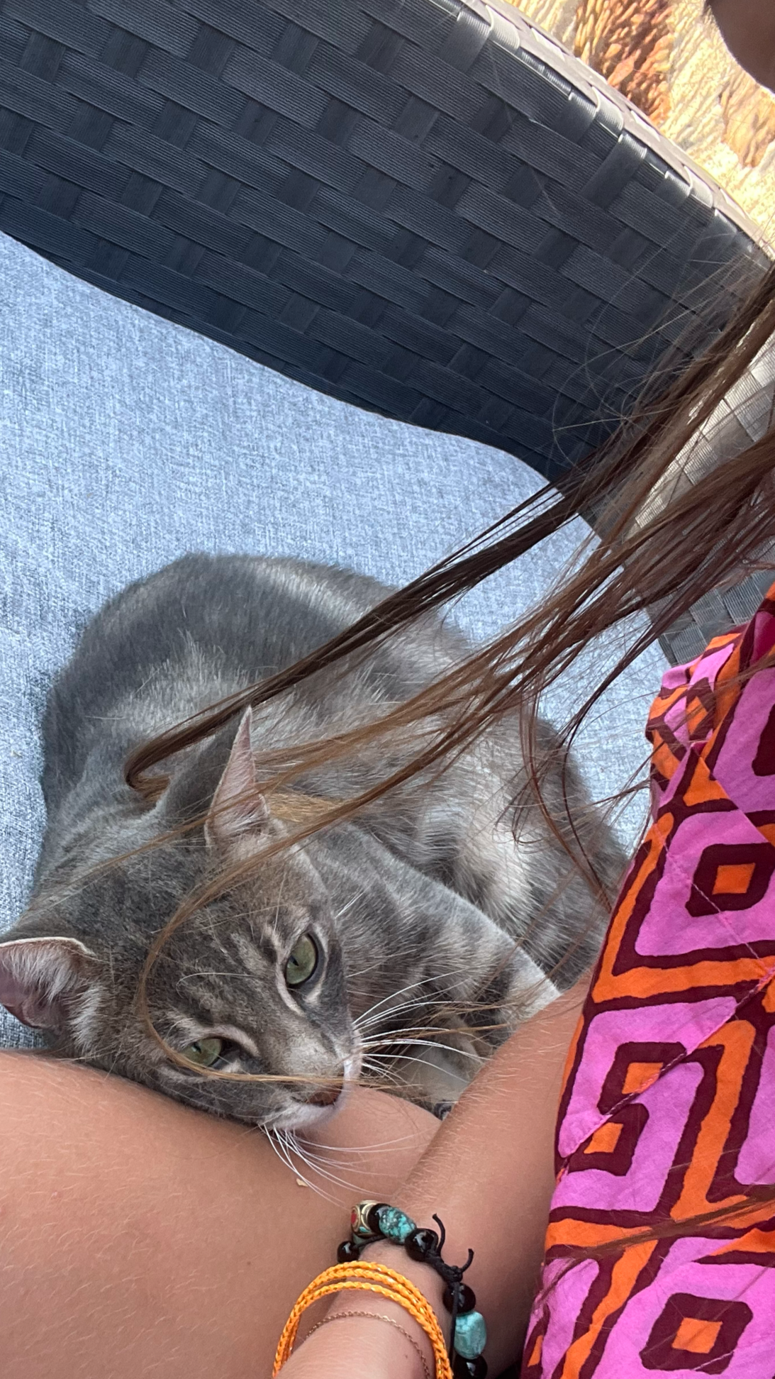 Un chat gris à rayures allongé sur les jambes d'une personne, avec des logiques vertes, un bracelet en cordon orange et un bracelet en perles, à côté d'une personne portant un vêtement coloré avec un motif géométrique rose, orange et noir, et un faut
