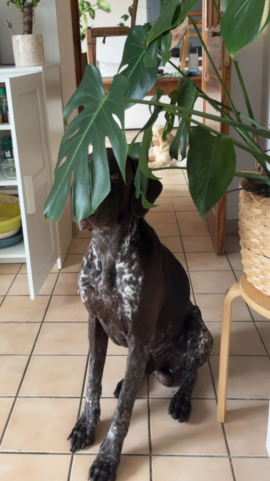Un chien noir et blanc coiffé d'une grande plante verte en intérieur.