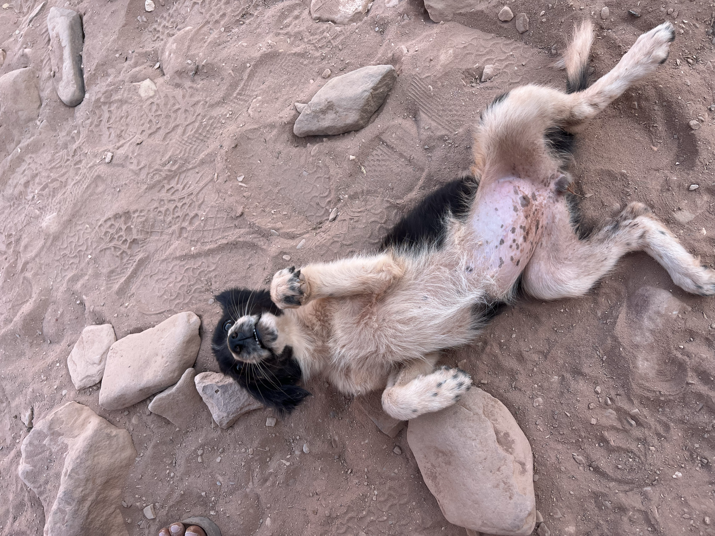 Un chiot noir et blanc allongé sur le sol de terre, entouré de pierres de différentes tailles, regardant vers le haut.
